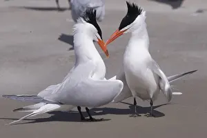 Laridae: Amerique centrale, Mexique, Basse Californie