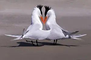 Laridae: Amerique centrale, Mexique, Basse Californie