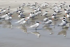 Laridae: Amerique centrale, Mexique, Basse Californie