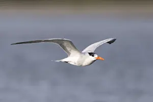 Laridae: Amerique centrale, Mexique, Basse Californie