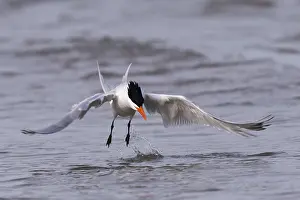Laridae: Amerique centrale, Mexique, Basse Californie