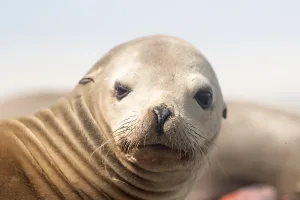 Californianus: Amerique centrale, Mexique, Basse Californie