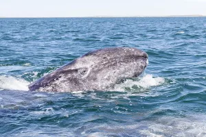 Robustus: Amerique centrale, Mexique, Basse Californie