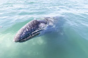 Robustus: Amerique centrale, Mexique, Basse Californie