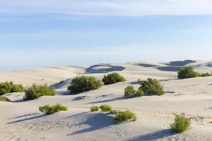 Basse: Amerique centrale, Mexique, Basse Californie