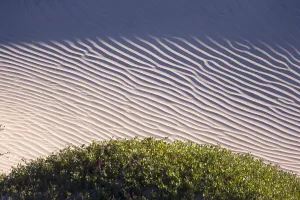 Basse: Amerique centrale, Mexique, Basse Californie