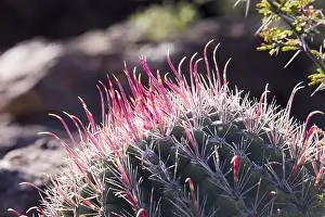 Sierra: Amerique centrale, Mexique, Basse Californie