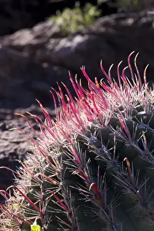 Sierra: Amerique centrale, Mexique, Basse Californie