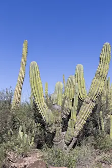 Basse: Amerique centrale, Mexique, Basse Californie
