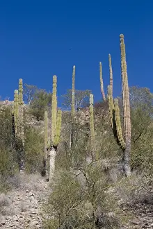 Basse: Amerique centrale, Mexique, Basse Californie