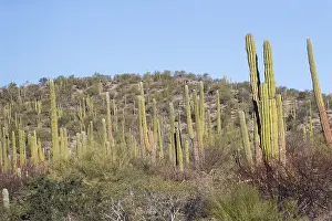 Basse: Amerique centrale, Mexique, Basse Californie