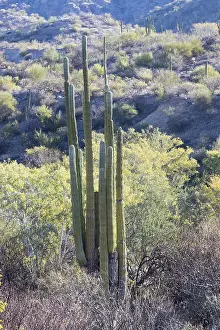 Basse: Amerique centrale, Mexique, Basse Californie