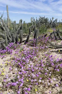 Basse: Amerique centrale, Mexique, Basse Californie