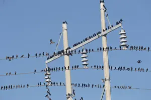 Basse: Amerique centrale, Mexique, Basse Californie