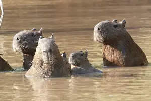 Zone: Amerique du Sud, Bresil, Mato Grosso, Pantanal, Sud