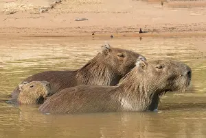 Zone: Amerique du Sud, Bresil, Mato Grosso, Pantanal, Sud