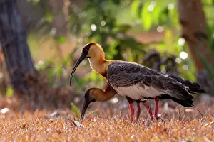 Ibis: Amerique du Sud, Bresil, Mato Grosso, region du Pantanal