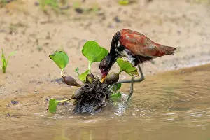 Jacana: Amerique du Sud, Bresil, Mato Grosso, Pantanal, Sud