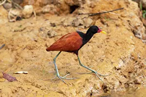 Jacana: Amerique du Sud, Bresil, Mato Grosso, Pantanal, Sud
