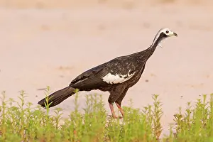 Bleue: Amerique du Sud, Bresil, Mato Grosso, region du Pantanal, Penelo