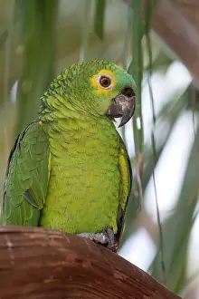 Amerique: Amerique du Sud, Bresil, Mato Grosso, region du Pantanal