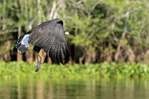 Peche: Amerique du Sud, Bresil, Mato Grosso, region du Pantanal, Buse