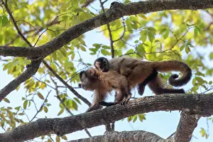 Amerique: Amerique du Sud, Bresil, Mato Grosso, region du Pantanal, S