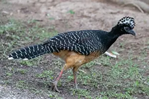 Amerique: Amerique du Sud, Bresil, Mato Grosso, Pantanal