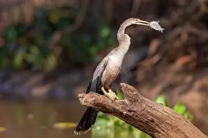 Anhinga: Amerique du Sud, Bresil, Mato Grosso, Pantanal