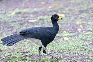 Amerique: Amerique du Sud, Bresil, Mato Grosso, Pantanal