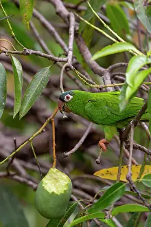 Amerique: Amerique du Sud, Bresil, Mato Grosso, Pantanal