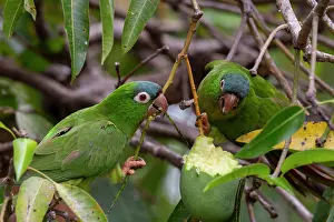 Amerique: Amerique du Sud, Bresil, Mato Grosso, Pantanal