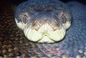 Scary: Amethyst / Amethystine / Scrub Python - close up