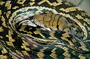 Amethystine: Amethyst / Amethystine / Scrub Python - close-up of head