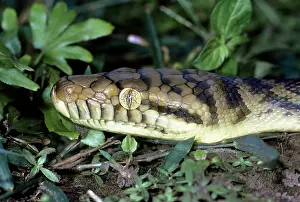 Eric Lindgren: Amethyst / Amethystine / Scrub Python - close-up of head
