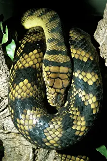 Amethystine: Amethyst / Amethystine / Scrub Python - coiled