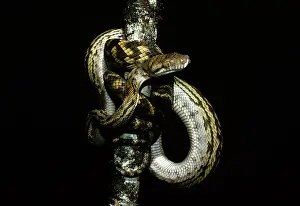 Amethystine: Amethyst / Amethystine / Scrub Python - coiled round branch