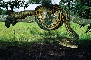 Amethystine: Amethyst / Amethystine / Scrub Python - coiled round branch