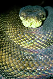 Coils: Amethyst / Amethystine / Scrub Python - head and coils