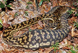 Amethystine: Amethyst / Amethystine / Scrub Python - after swallowing