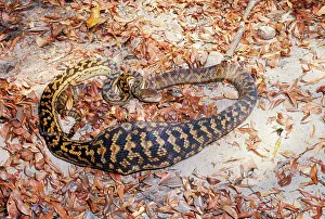 Amethystine: Amethyst / Amethystine / Scrub Python - after swallowing