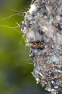 Nectariniidae: Amethyst / Black Sunbird - chicks begging from nest
