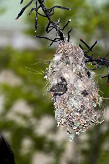 Nectariniidae: Amethyst / Black Sunbird - chicks in nest attached
