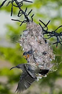 Nectariniidae: Amethyst / Black Sunbird - female departing nest