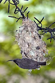 Quirky: Amethyst / Black Sunbird - female on nest - nest