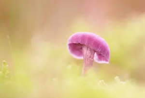Deceiver: Amethyst Deceiver