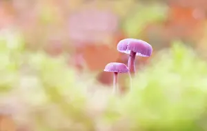 Deceiver: Amethyst Deceiver