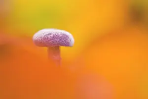 Deceiver: Amethyst Deceiver