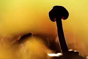 Deceiver: Amethyst Deceiver