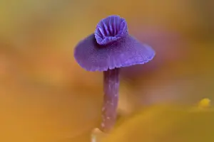 Deceiver: Amethyst Deceiver